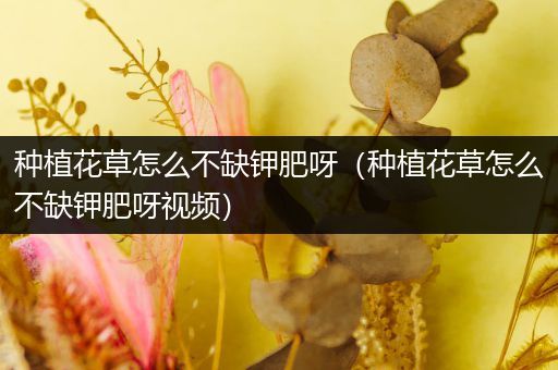 种植花草怎么不缺钾肥呀（种植花草怎么不缺钾肥呀视频）