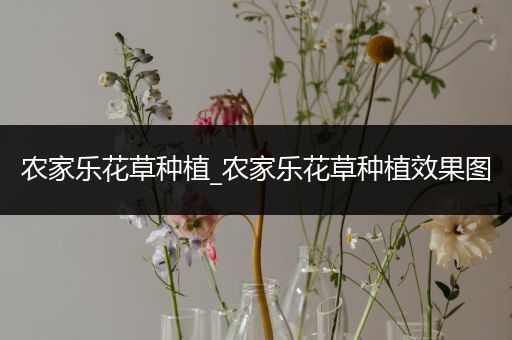 农家乐花草种植_农家乐花草种植效果图