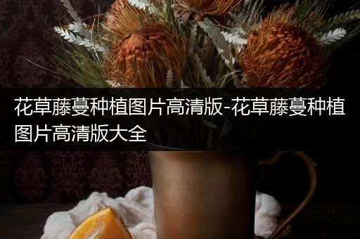 花草藤蔓种植图片高清版-花草藤蔓种植图片高清版大全
