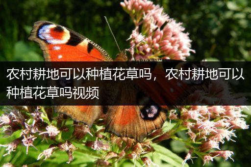 农村耕地可以种植花草吗，农村耕地可以种植花草吗视频