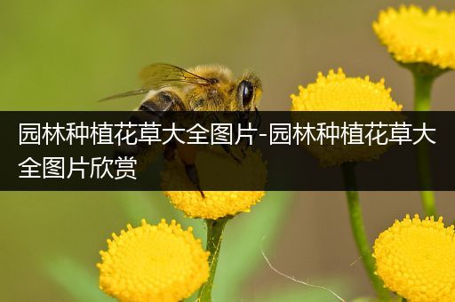 园林种植花草大全图片-园林种植花草大全图片欣赏