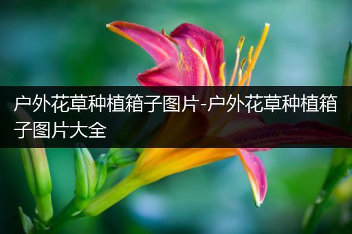 户外花草种植箱子图片-户外花草种植箱子图片大全