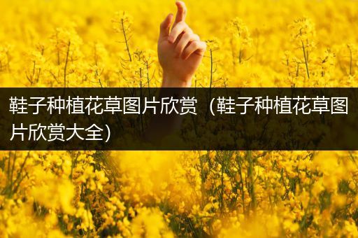 鞋子种植花草图片欣赏（鞋子种植花草图片欣赏大全）