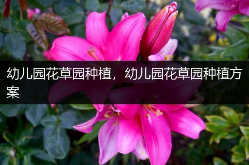 幼儿园花草园种植，幼儿园花草园种植方案