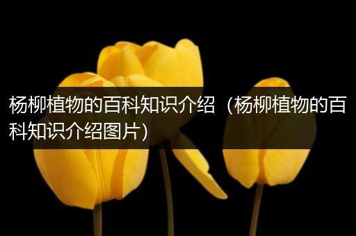杨柳植物的百科知识介绍（杨柳植物的百科知识介绍图片）