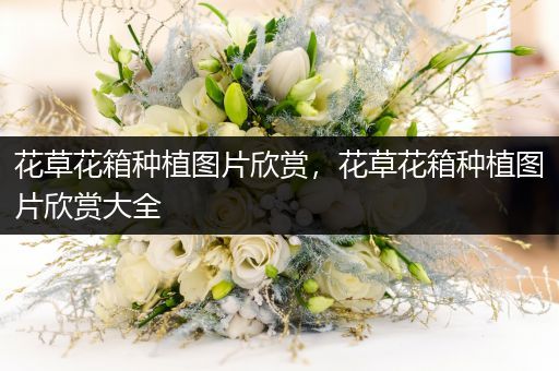 花草花箱种植图片欣赏，花草花箱种植图片欣赏大全