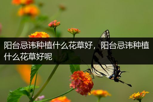 阳台忌讳种植什么花草好，阳台忌讳种植什么花草好呢