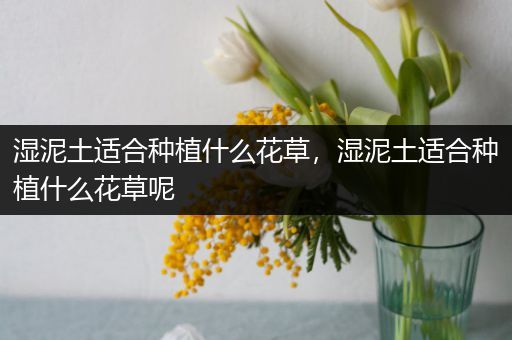 湿泥土适合种植什么花草，湿泥土适合种植什么花草呢