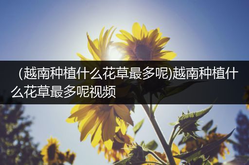 （越南种植什么花草最多呢)越南种植什么花草最多呢视频
