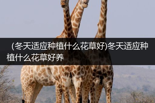 （冬天适应种植什么花草好)冬天适应种植什么花草好养