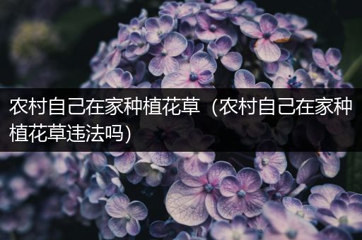 农村自己在家种植花草（农村自己在家种植花草违法吗）