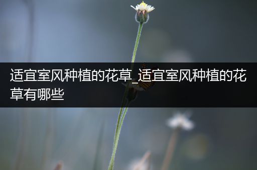 适宜室风种植的花草_适宜室风种植的花草有哪些