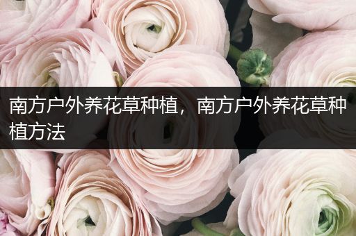 南方户外养花草种植，南方户外养花草种植方法