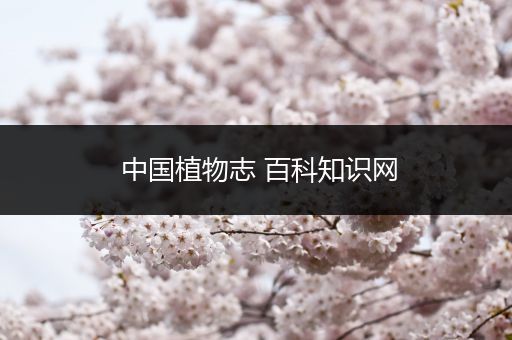 中国植物志 百科知识网