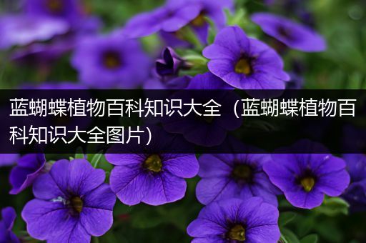 蓝蝴蝶植物百科知识大全（蓝蝴蝶植物百科知识大全图片）