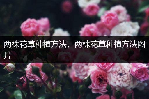 两株花草种植方法，两株花草种植方法图片