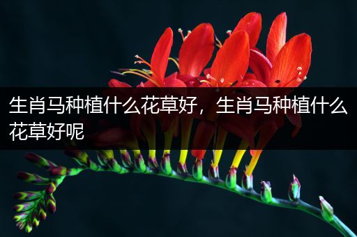 生肖马种植什么花草好，生肖马种植什么花草好呢