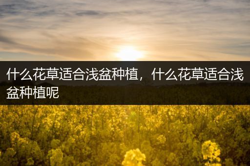 什么花草适合浅盆种植，什么花草适合浅盆种植呢