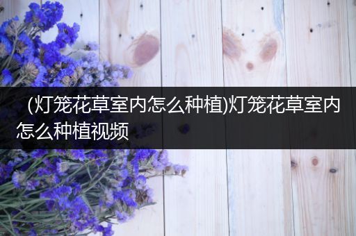 （灯笼花草室内怎么种植)灯笼花草室内怎么种植视频