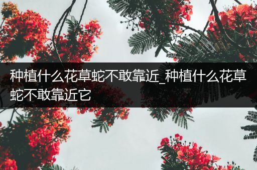 种植什么花草蛇不敢靠近_种植什么花草蛇不敢靠近它