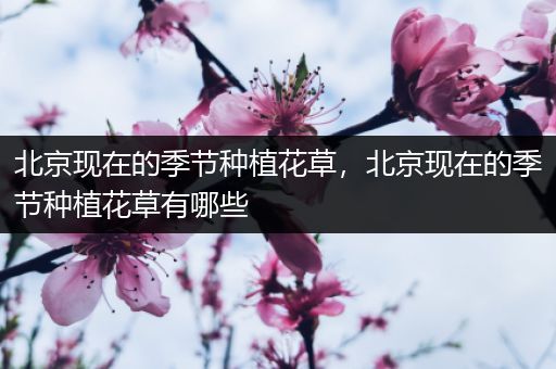 北京现在的季节种植花草，北京现在的季节种植花草有哪些