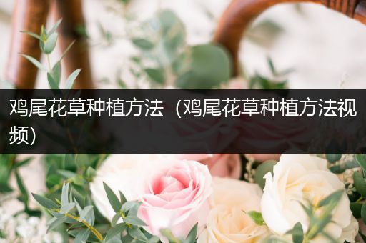 鸡尾花草种植方法（鸡尾花草种植方法视频）