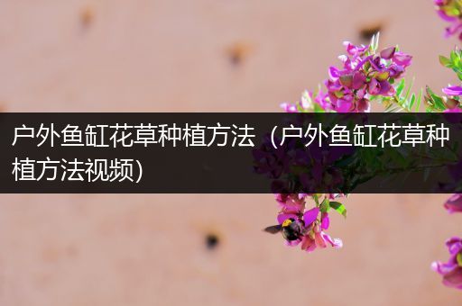 户外鱼缸花草种植方法（户外鱼缸花草种植方法视频）