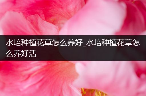 水培种植花草怎么养好_水培种植花草怎么养好活