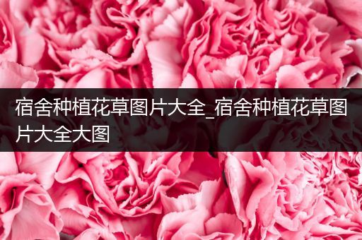 宿舍种植花草图片大全_宿舍种植花草图片大全大图