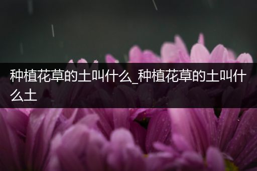 种植花草的土叫什么_种植花草的土叫什么土