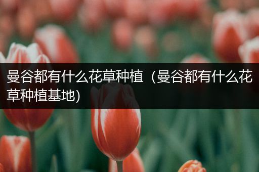 曼谷都有什么花草种植（曼谷都有什么花草种植基地）