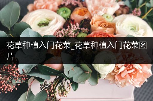 花草种植入门花菜_花草种植入门花菜图片
