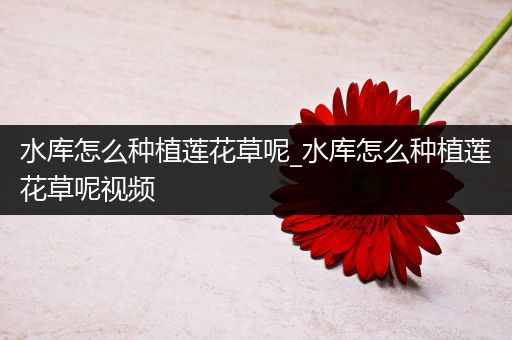 水库怎么种植莲花草呢_水库怎么种植莲花草呢视频