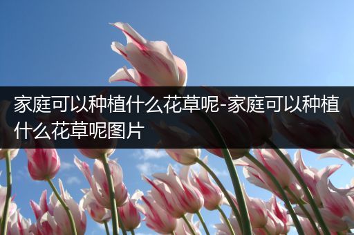 家庭可以种植什么花草呢-家庭可以种植什么花草呢图片