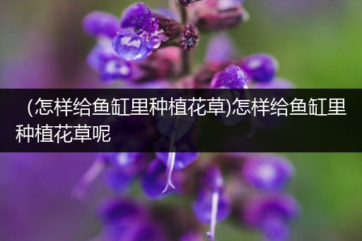 （怎样给鱼缸里种植花草)怎样给鱼缸里种植花草呢
