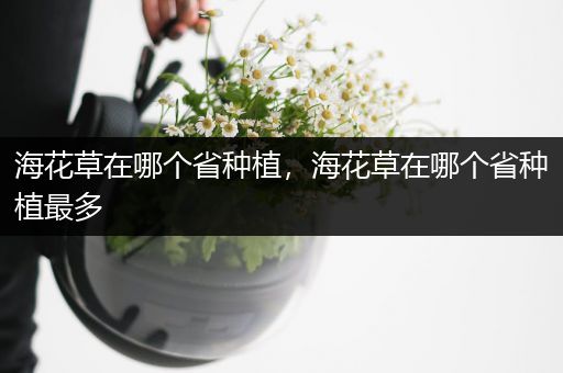 海花草在哪个省种植，海花草在哪个省种植最多