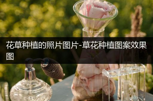 花草种植的照片图片-草花种植图案效果图