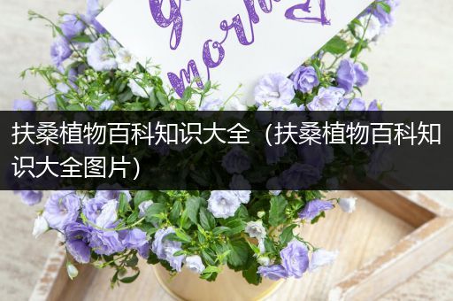 扶桑植物百科知识大全（扶桑植物百科知识大全图片）