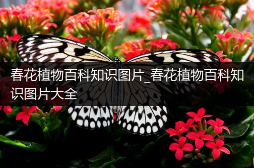 春花植物百科知识图片_春花植物百科知识图片大全