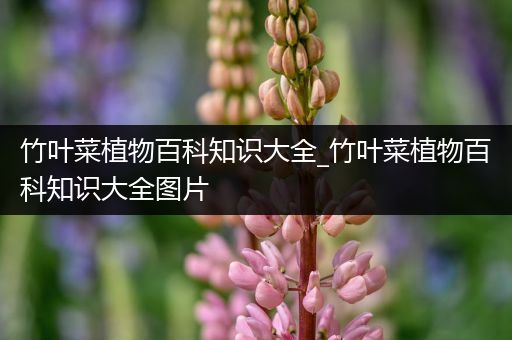 竹叶菜植物百科知识大全_竹叶菜植物百科知识大全图片