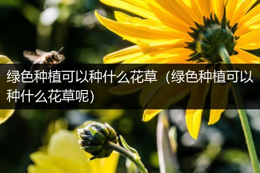 绿色种植可以种什么花草（绿色种植可以种什么花草呢）