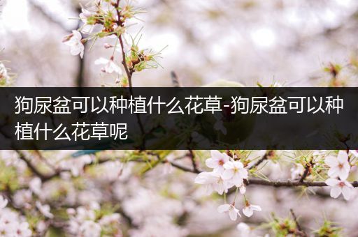 狗尿盆可以种植什么花草-狗尿盆可以种植什么花草呢