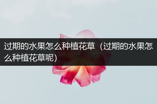 过期的水果怎么种植花草（过期的水果怎么种植花草呢）