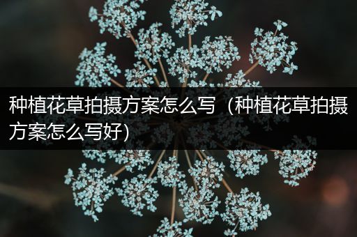 种植花草拍摄方案怎么写（种植花草拍摄方案怎么写好）