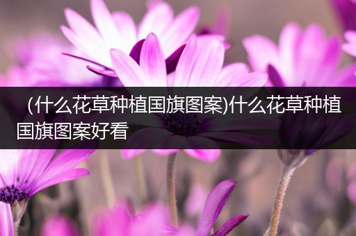 （什么花草种植国旗图案)什么花草种植国旗图案好看