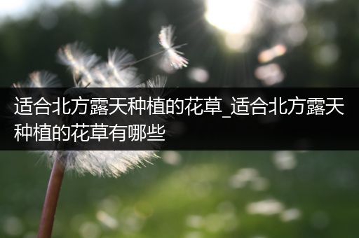 适合北方露天种植的花草_适合北方露天种植的花草有哪些