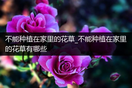 不能种植在家里的花草_不能种植在家里的花草有哪些