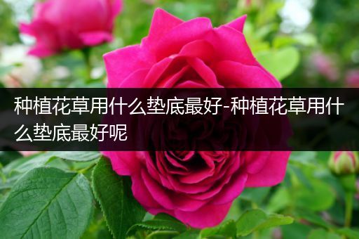 种植花草用什么垫底最好-种植花草用什么垫底最好呢