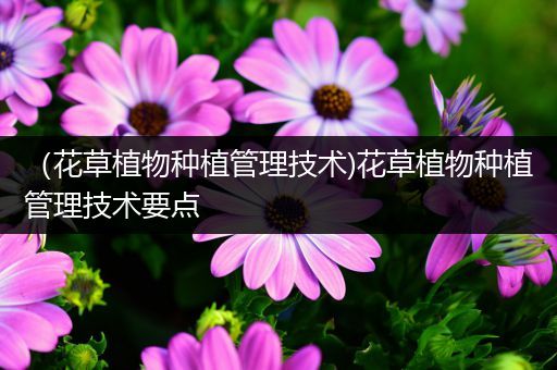 （花草植物种植管理技术)花草植物种植管理技术要点