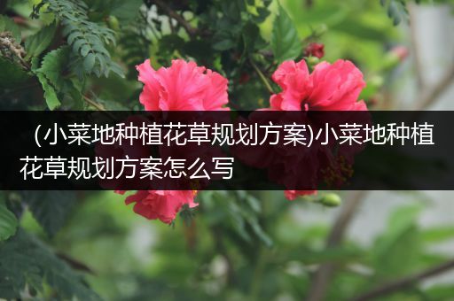 （小菜地种植花草规划方案)小菜地种植花草规划方案怎么写